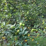 Fuchsbauerhof - Kniezenberg