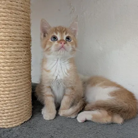 Appartement Fuchsbauerhof - Kniezenberg