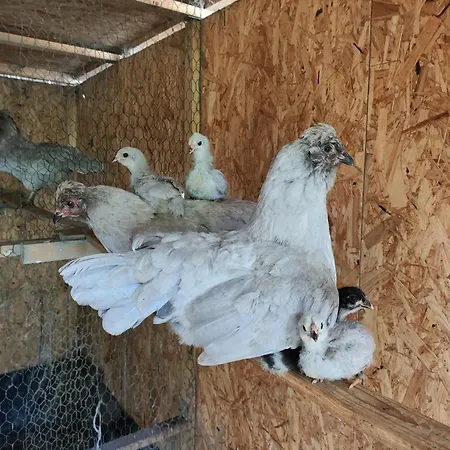 Fuchsbauerhof - Kniezenberg