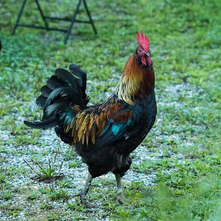 Fuchsbauerhof - Kniezenberg