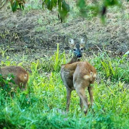 Fuchsbauerhof - Appartement Kniezenberg