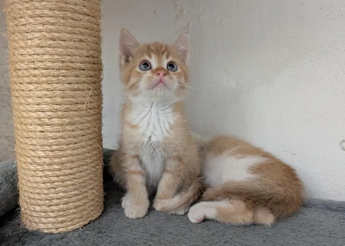 Appartement Fuchsbauerhof - Kniezenberg