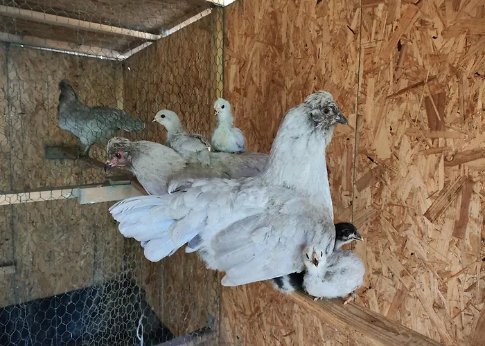 Fuchsbauerhof - Kniezenberg