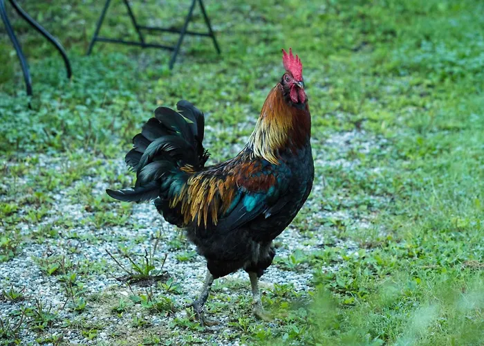 Fuchsbauerhof - Kniezenberg