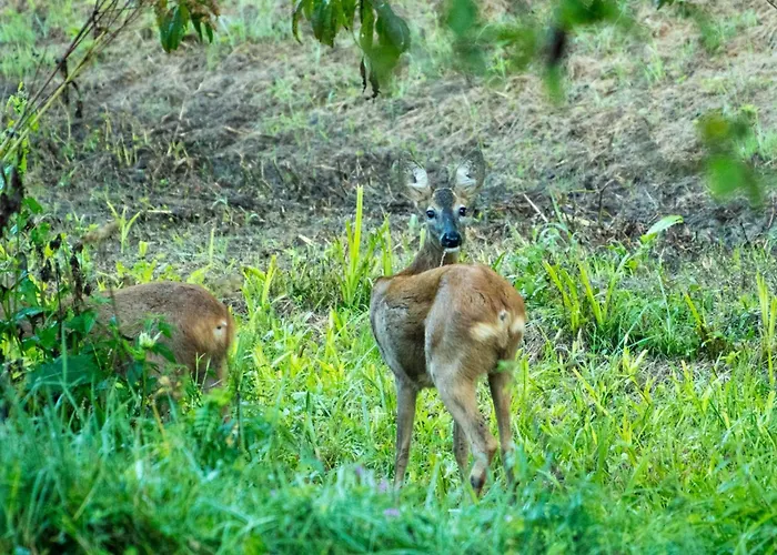 Fuchsbauerhof - Appartement Kniezenberg