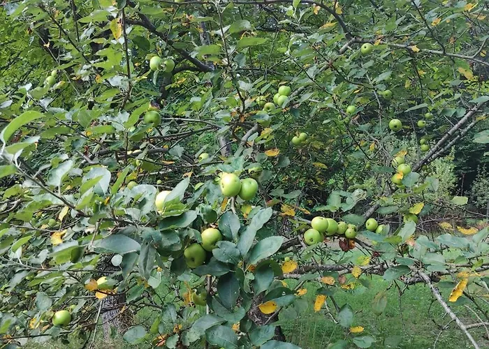 Fuchsbauerhof - Kniezenberg