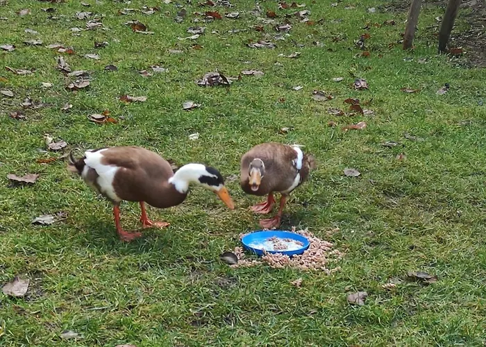 Appartement Fuchsbauerhof - *