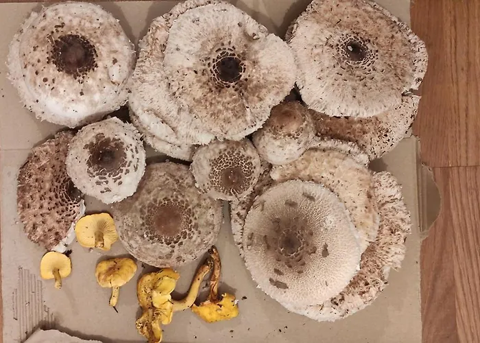 Appartement Fuchsbauerhof - *