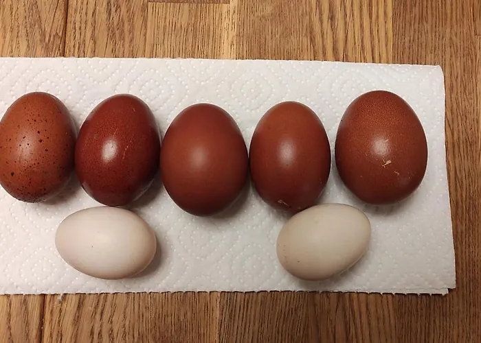 Fuchsbauerhof - Appartement